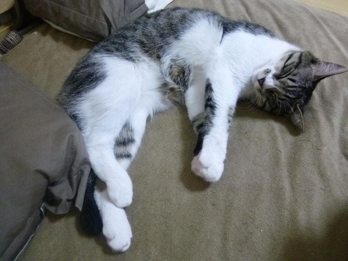 赛道与球场的交响,当F1遇上NBA,快节奏时代如何定义伟大