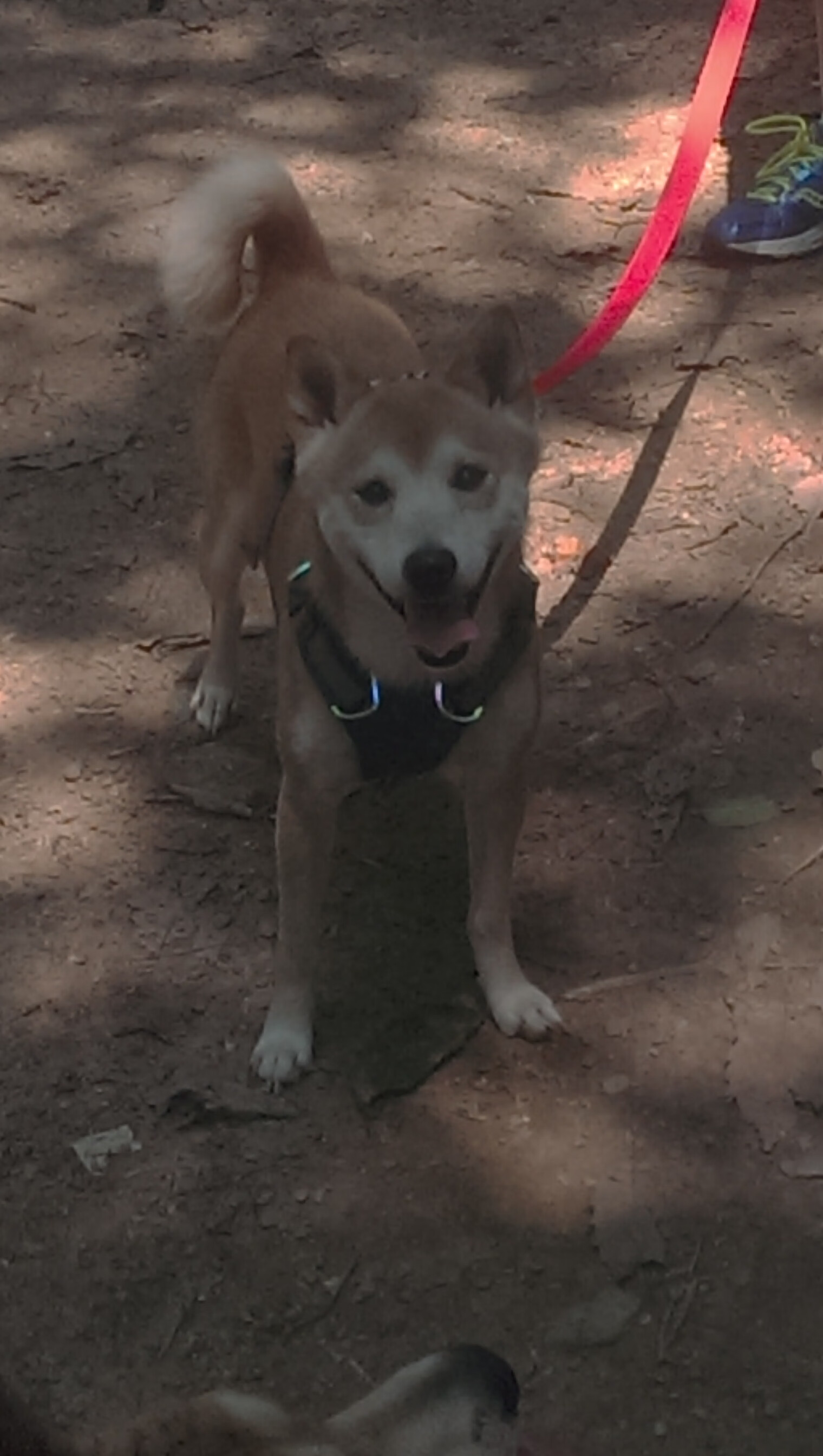 破晓时分的关键先生，奥纳纳一扑定江山，曼城鏖战后的启示录