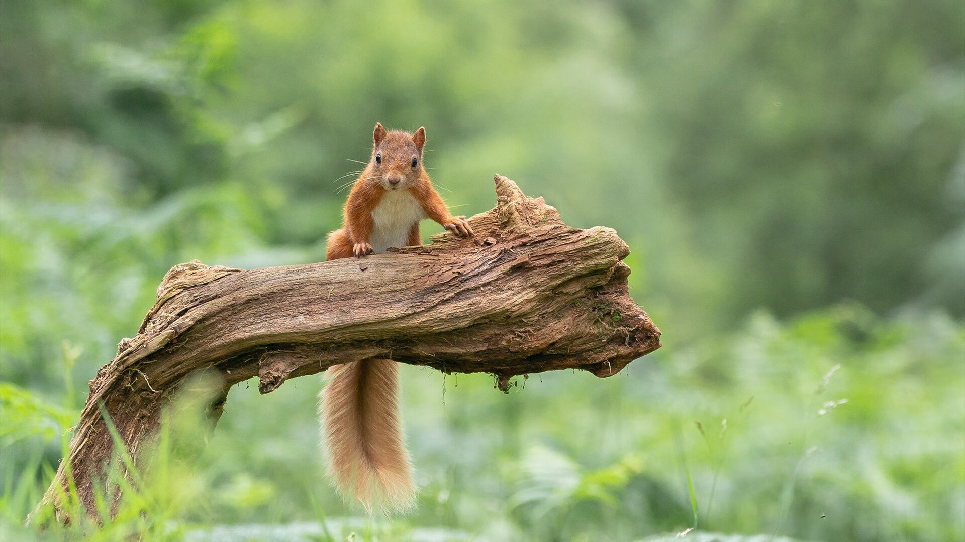从压力火山到荣耀喷发，格列兹曼如何完成奥运周期的关键涅槃？