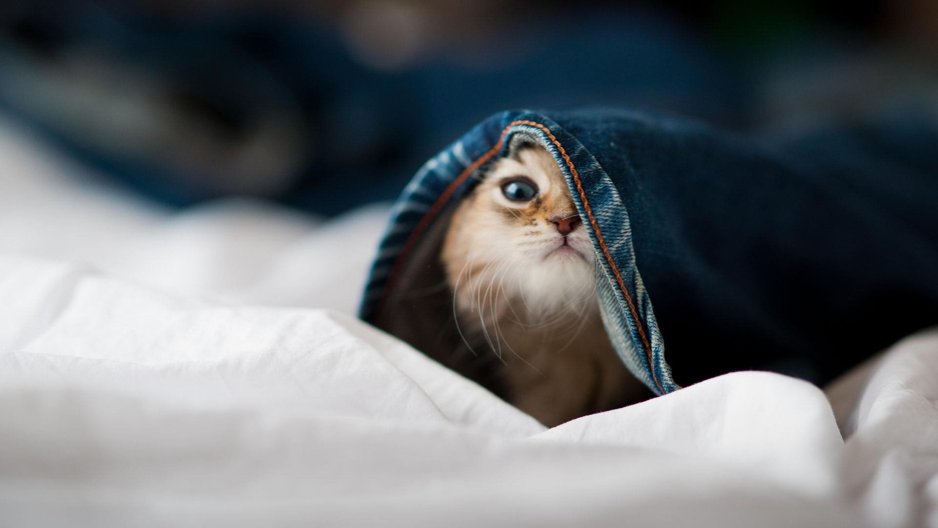 南美桑巴遭遇北非铁壁，战术解构蒂亚戈如何以一己之力改写世界排名争夺战格局